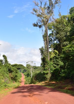 Afabaka weg jungle Suriname